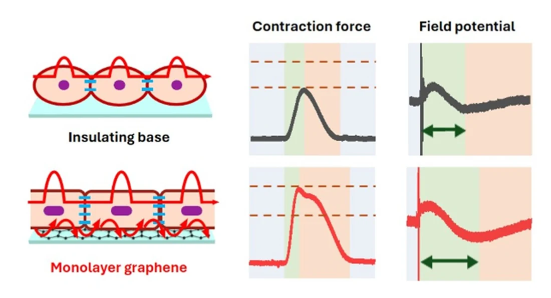 Graphene conductive microenvironment for cardiomyocyte maturation diagram